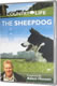 The Sheepdog